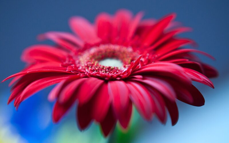 Red gerbera daisy flower