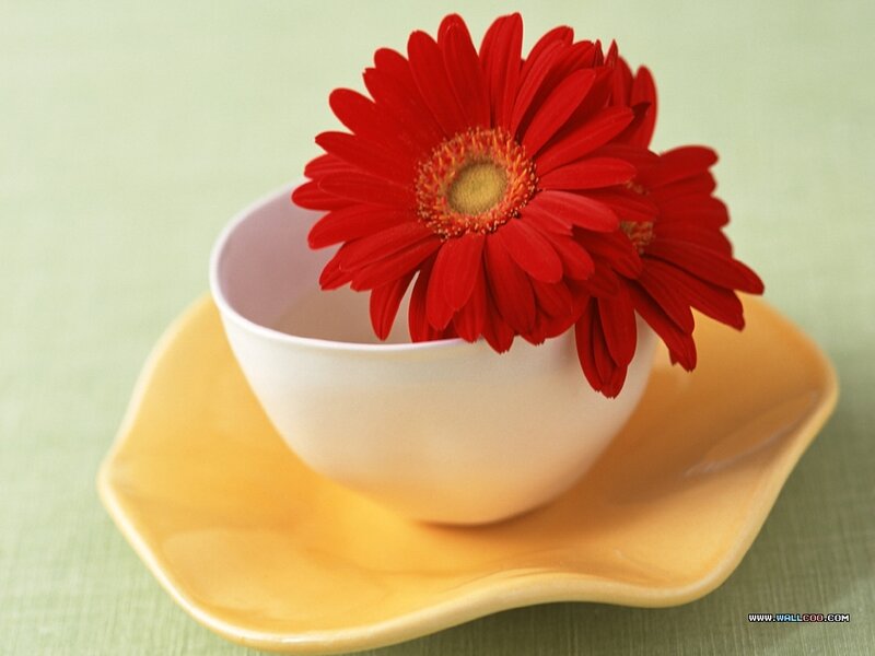 Red Gerbera Daisy in Cup