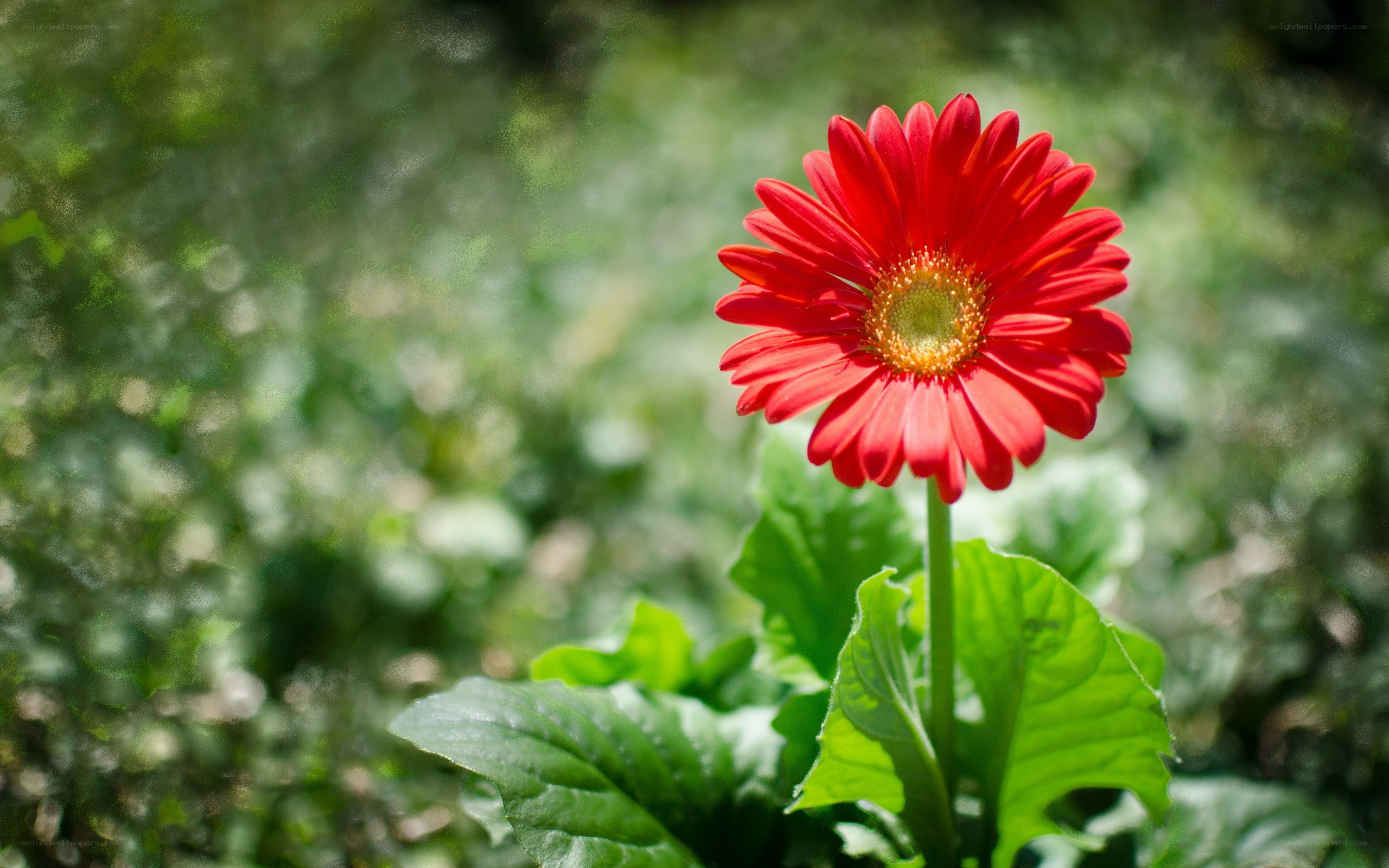 Red gerbera daisy in garden