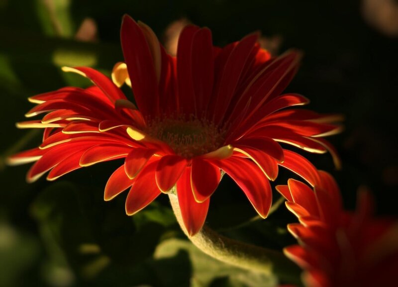 Red gerbera daisy in sunlight