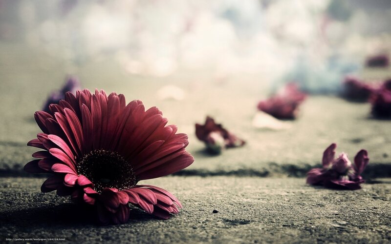 Red Gerbera Daisy — Melancholic, Photograph