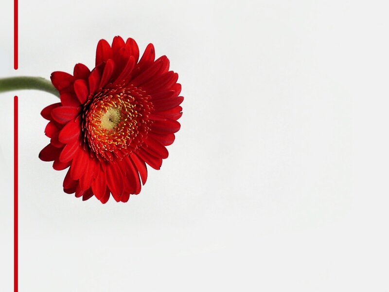 Red Gerbera Daisy — Minimalist
