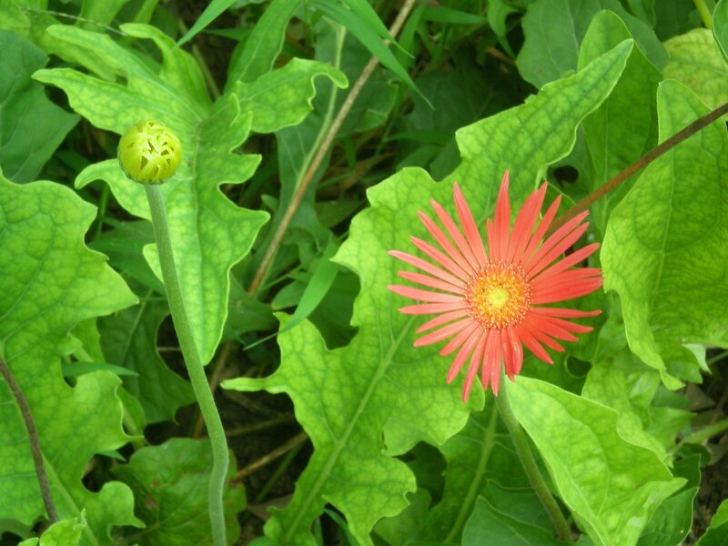 Red Gerbera Daisy — Natural, Afternoon, Photograph, Bud