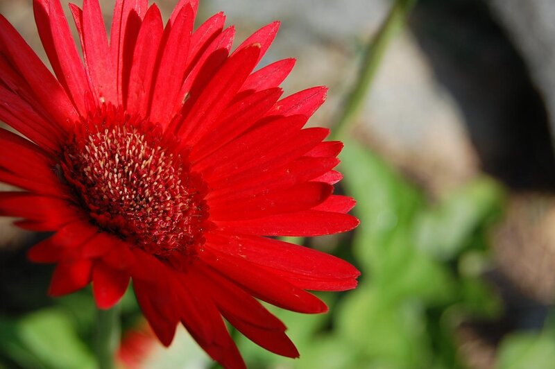 Red Gerbera Daisy — Natural, Afternoon, Photograph