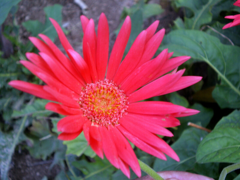 Red Gerbera Daisy — Natural, Afternoon
