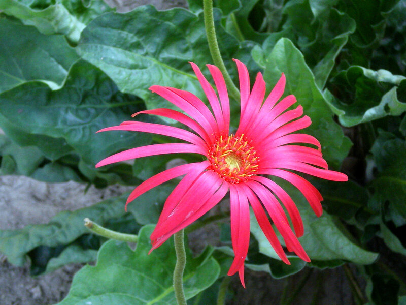 Red Gerbera Daisy — Natural