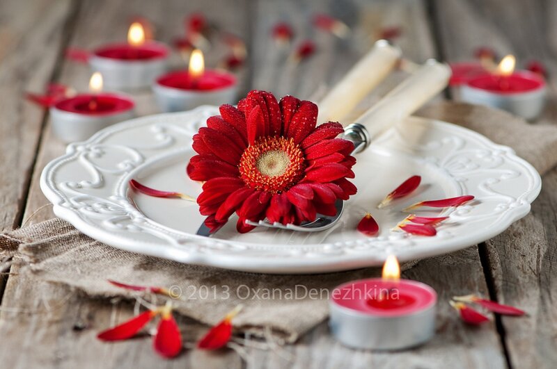 Red Gerbera Daisy on Plate — Romantic