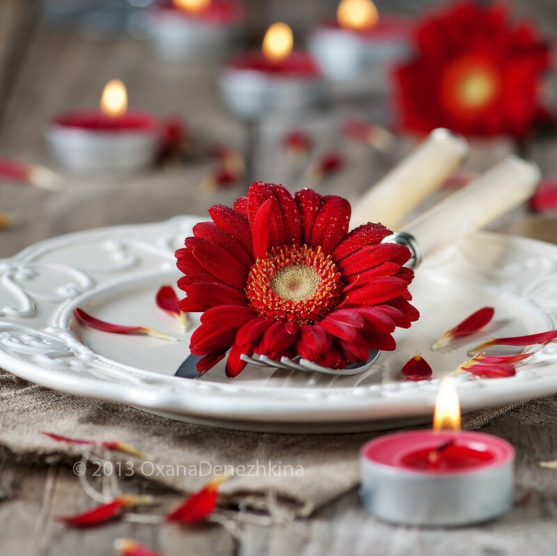 Red Gerbera Daisy on Plate