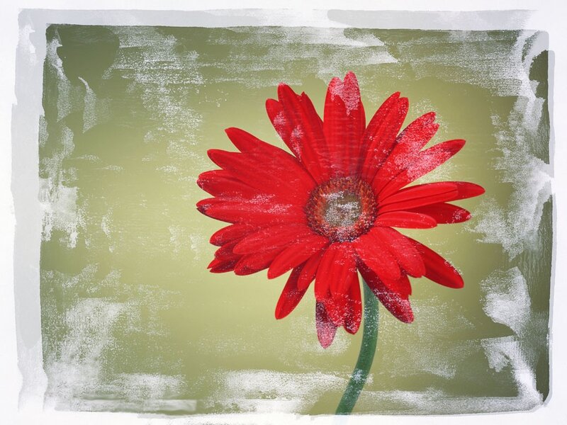 Red gerbera daisy on textured background