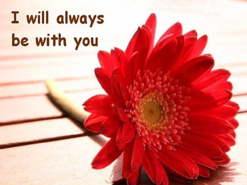Red Gerbera Daisy — Sentimental