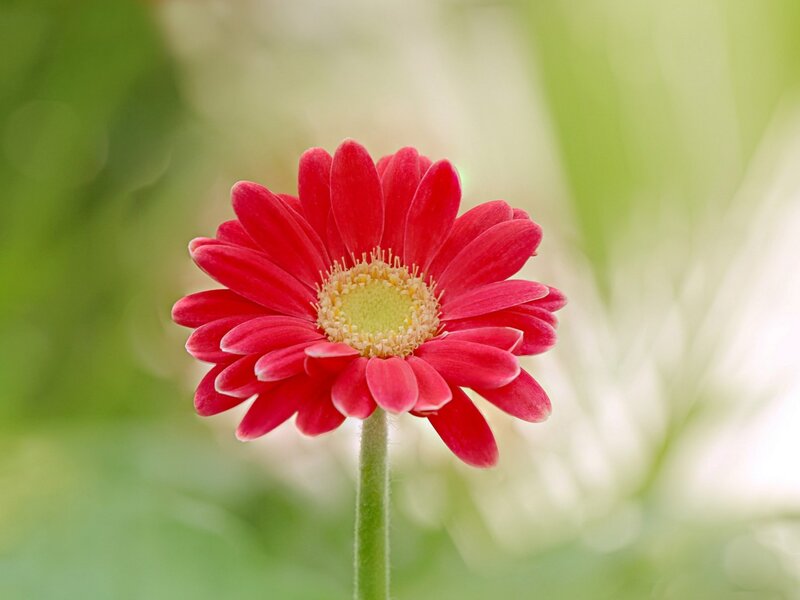 Red Gerbera Daisy — Serene, Afternoon, Photograph, Flower, Stem