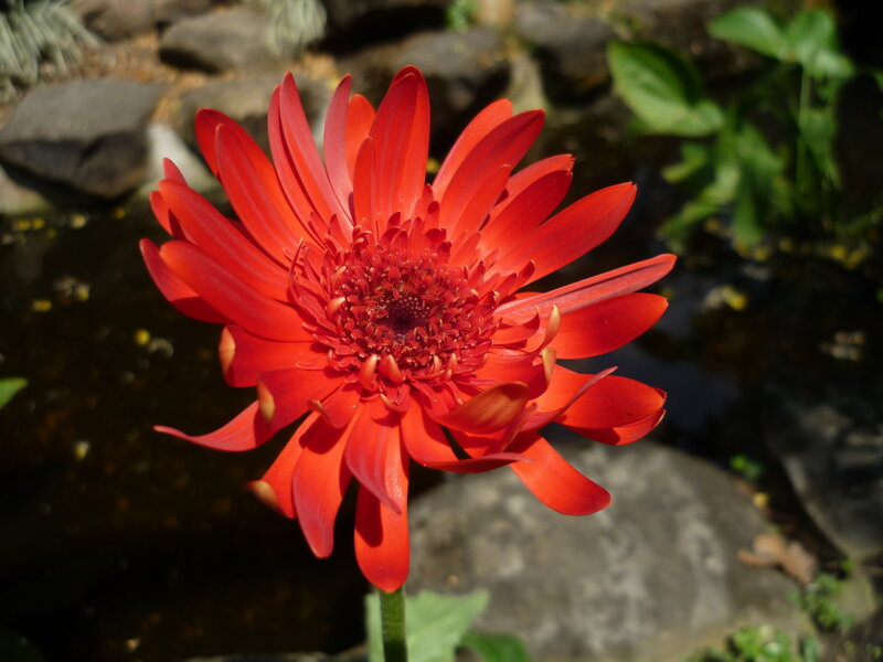 Red Gerbera Daisy — Serene, Afternoon, Photograph, Flower