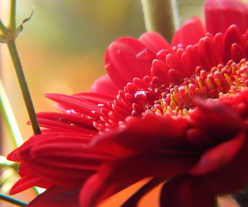 Red Gerbera Daisy — Serene, Afternoon, Photograph