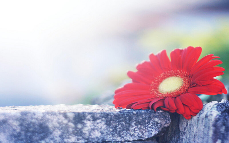 Red Gerbera Daisy — Serene, Afternoon