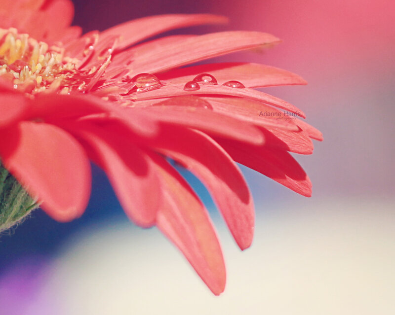 Red Gerbera Daisy — Serene, Photograph, Petals