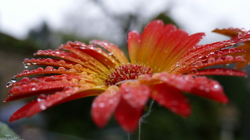 Red Gerbera Daisy — Serene, Photograph, Raindrops