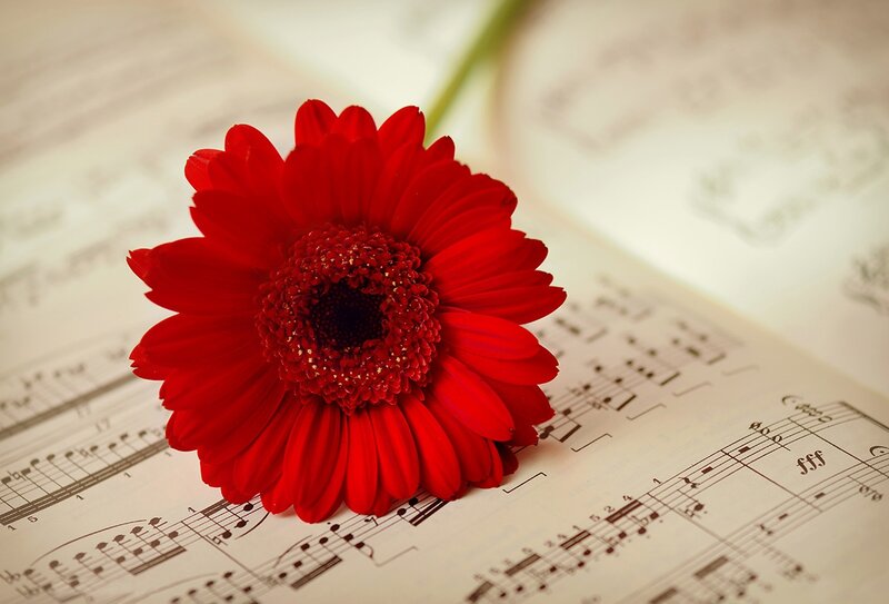 Red Gerbera Daisy — Serene, Photograph, Sheet Music