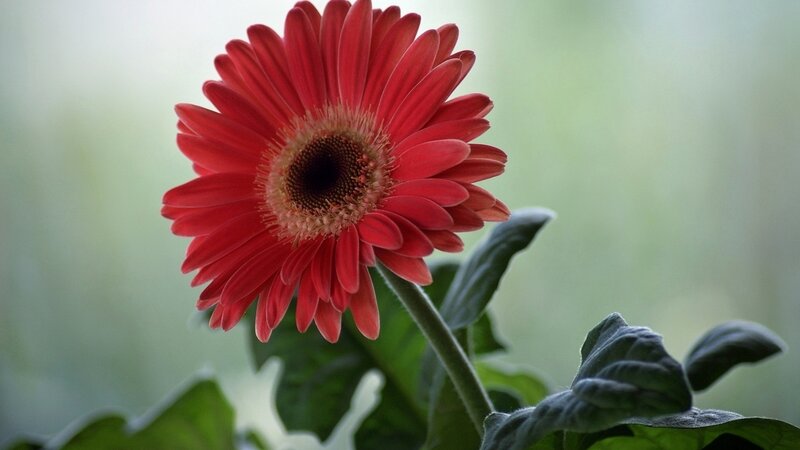 Red Gerbera Daisy — Serene, Photograph, Stem