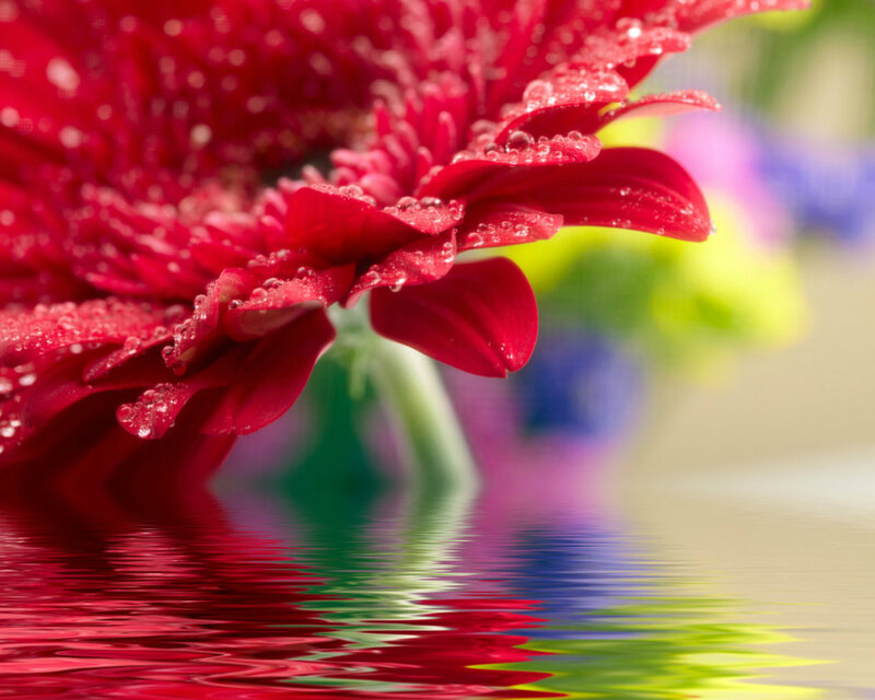 Red Gerbera Daisy — Serene, Photograph, Water