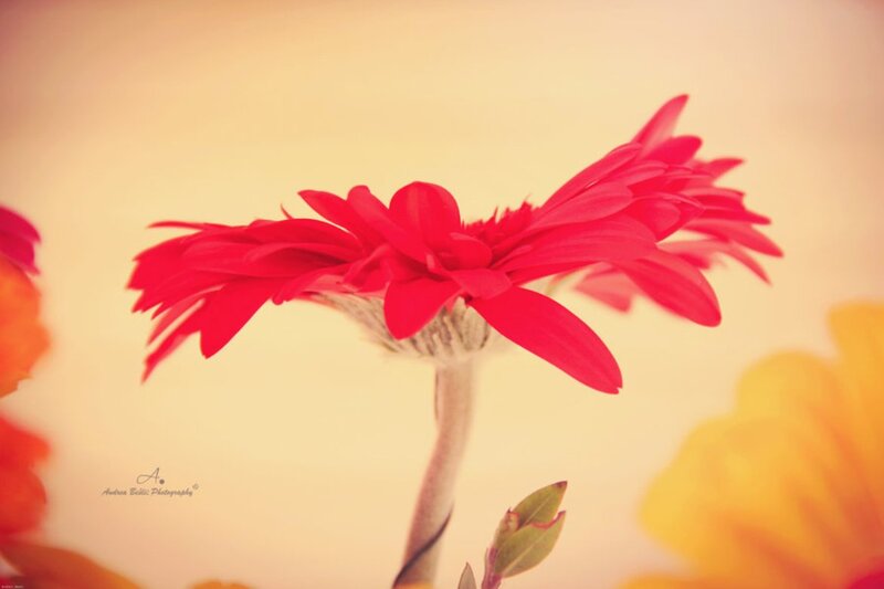 Red Gerbera Daisy — Serene, Sunset