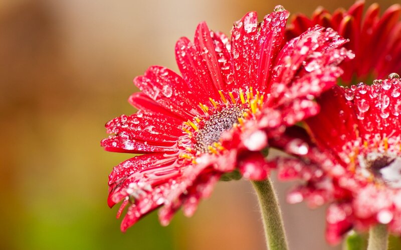 Red Gerbera Daisy — Serene