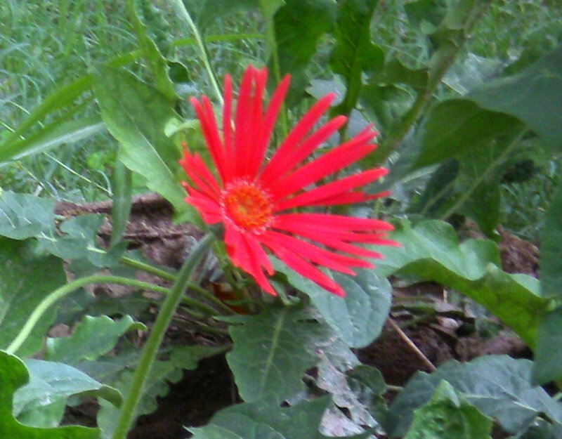 Red Gerbera Daisy