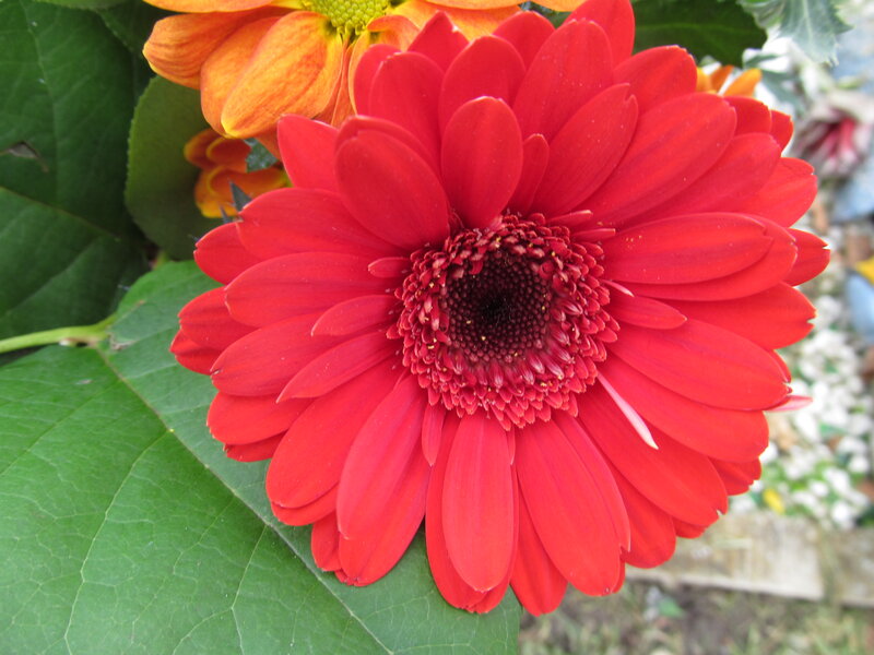 Red Gerbera Daisy — Vibrant, Afternoon, Photograph, Green Leaf
