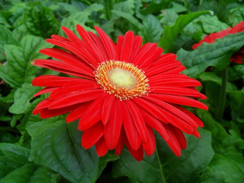 Red Gerbera Daisy — Vibrant, Afternoon, Photograph, Green Leaves, Green