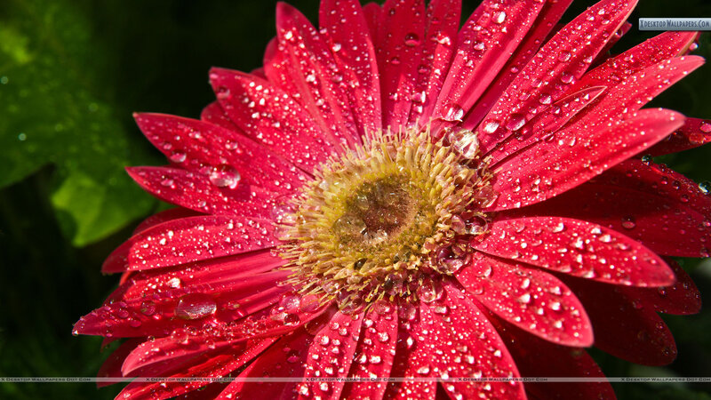 Red Gerbera Daisy — Vibrant, Afternoon, Photograph, Petals, Center, Drops