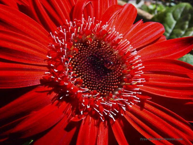 Red Gerbera Daisy — Vibrant, Afternoon, Photograph