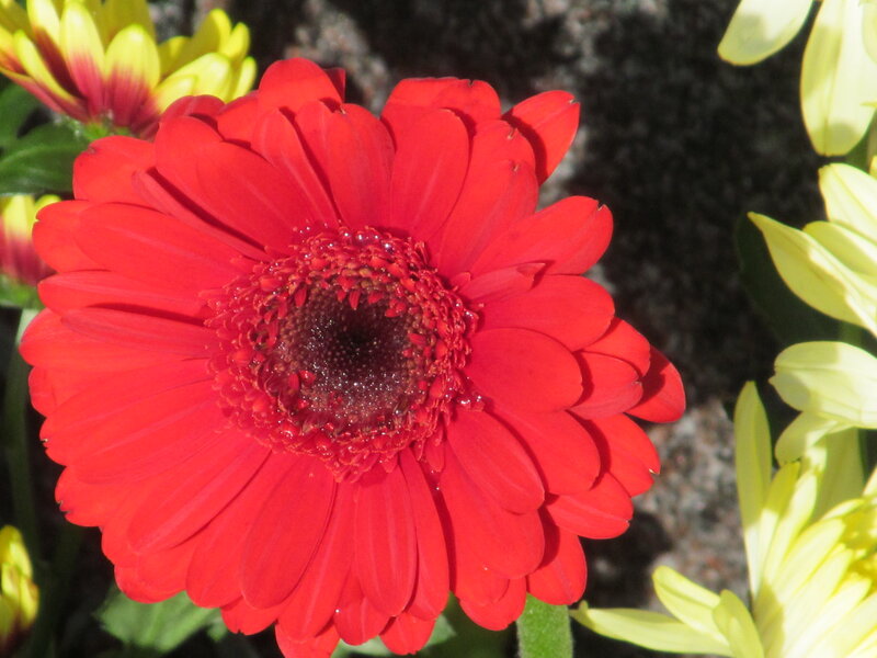 Red Gerbera Daisy — Vibrant, Afternoon, Photograph, Yellow Flowers