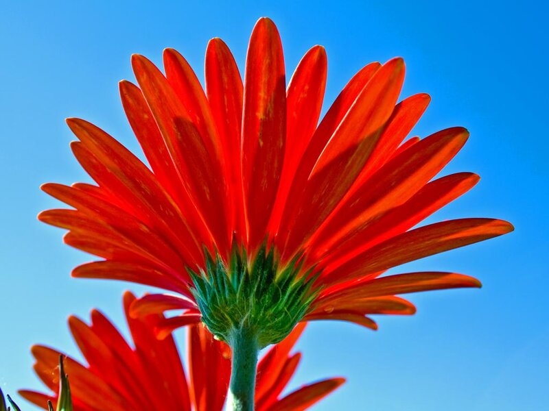 Red Gerbera Daisy — Vibrant, Afternoon