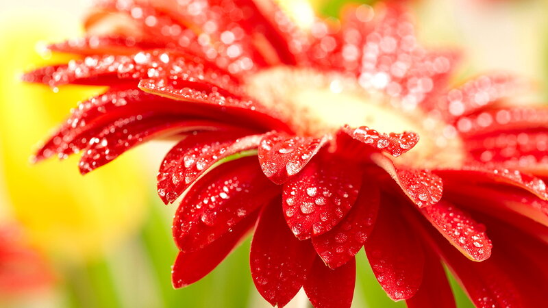Red Gerbera Daisy — Vibrant, Morning, Photograph, Petals