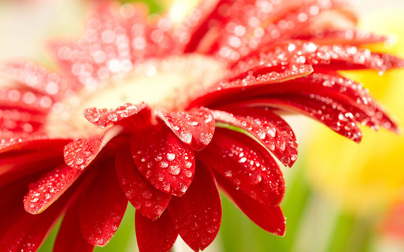 Red Gerbera Daisy — Vibrant, Morning, Photograph