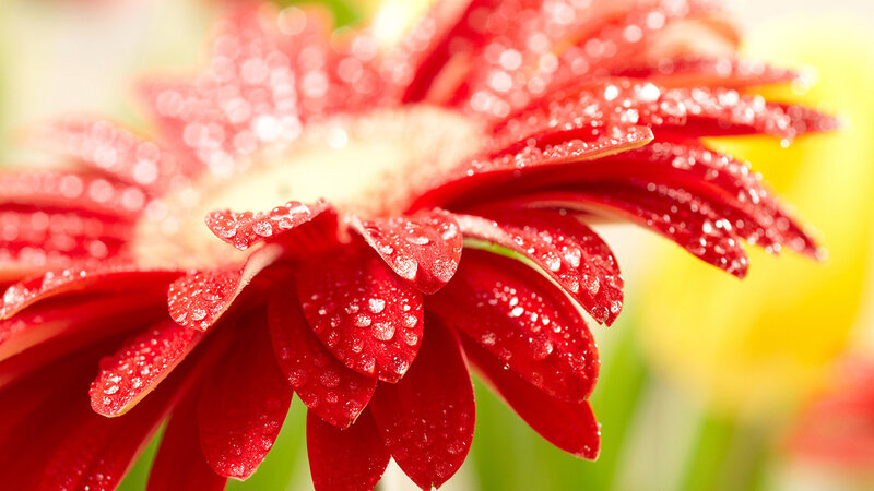 Red Gerbera Daisy — Vibrant, Morning