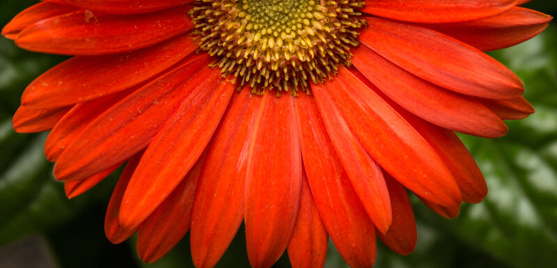 Red Gerbera Daisy — Vibrant, Photograph, Flower, Center