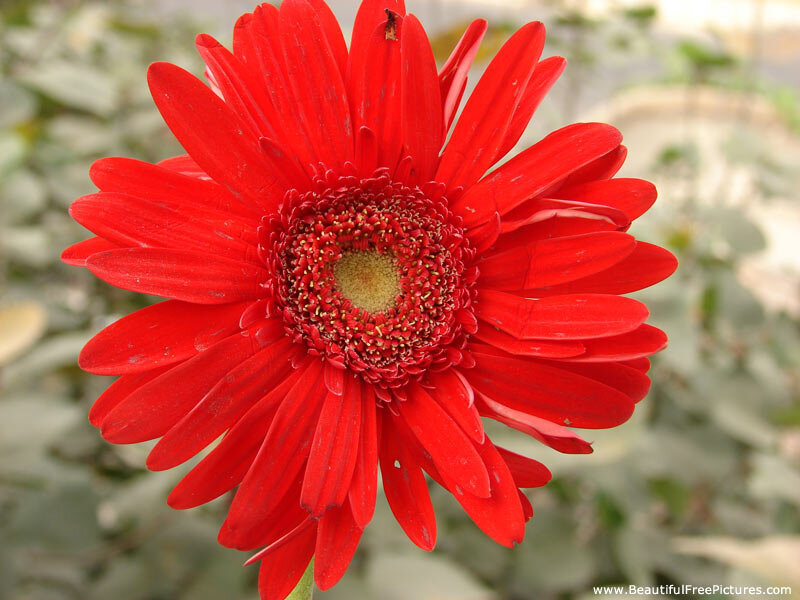Red Gerbera Daisy — Vibrant, Photograph, Flower, Petals
