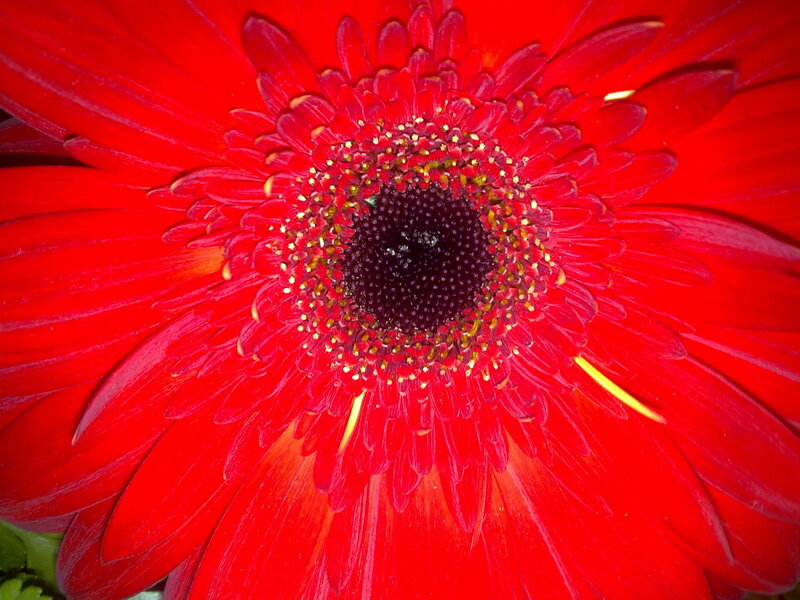 Red Gerbera Daisy — Vibrant, Photograph, Flower
