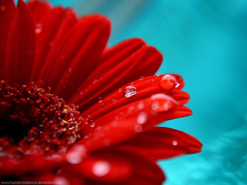 Red Gerbera Daisy — Vibrant, Photograph, Flower, Water Droplets