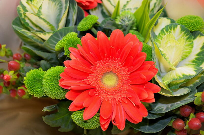 Red Gerbera Daisy — Vibrant, Photograph, Green Chrysanthemums