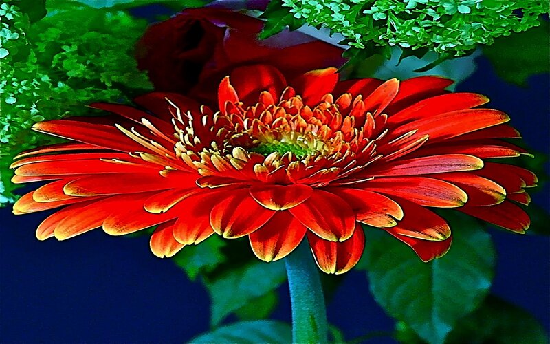 Red Gerbera Daisy — Vibrant, Photograph, Green Leaves, Flower Center, Stem