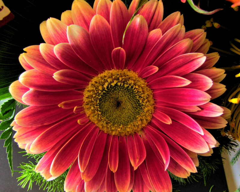 Red Gerbera Daisy — Vibrant, Photograph, Green Leaves, Flower Center