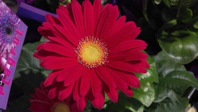 Red Gerbera Daisy — Vibrant, Photograph, Green Leaves