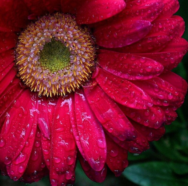 Red Gerbera Daisy — Vibrant, Photograph, Petals, Center, Drops