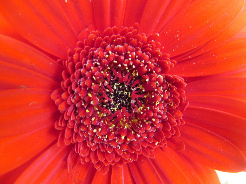 Red Gerbera Daisy — Vibrant, Photograph, Petals, Center, Pollen