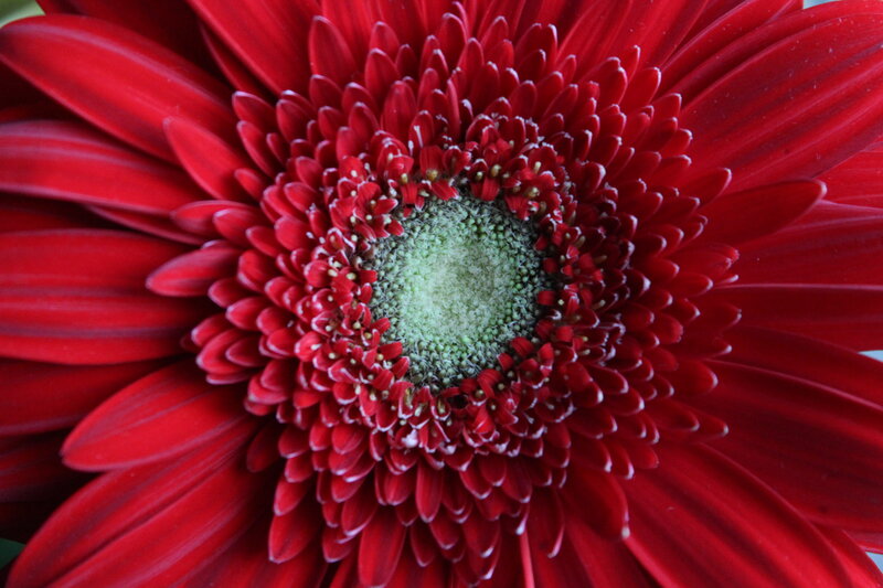 Red Gerbera Daisy — Vibrant, Photograph, Petals, Center