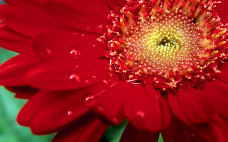 Red Gerbera Daisy — Vibrant, Photograph, Petals, Center, Water Droplets