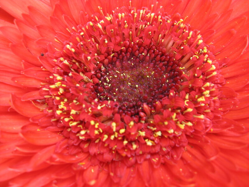 Red Gerbera Daisy — Vibrant, Photograph, Petals, Stamen