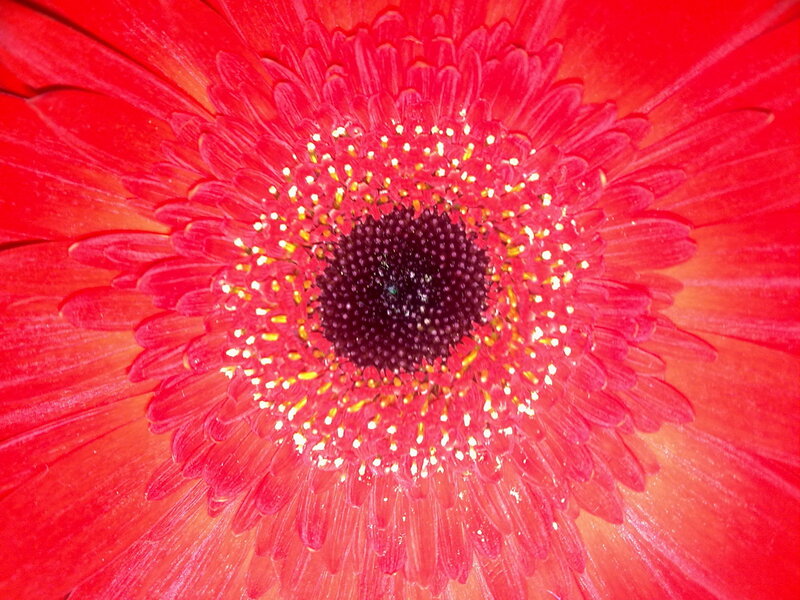 Red Gerbera Daisy — Vibrant, Photograph, Petals