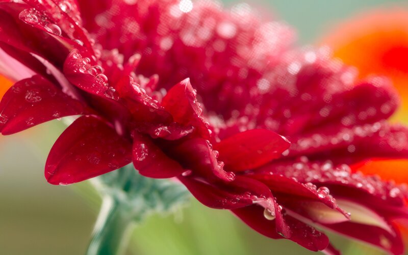 Red Gerbera Daisy — Vibrant, Photograph, Petals, Water Droplets, Green Stem
